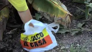 Taco Casa Commercial 6
