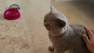 Mengobati kucing stres flu pilek