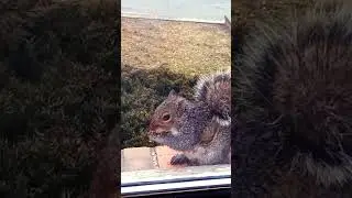 amazing squirrel facts for your subscription. #animals #squirrel #wildlife #nature #newengland