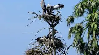 So Amazing Of Bird Life In Avian Flooded Tree
