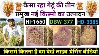गेहूं की प्रचलित तीन नई किस्में DBW377,HI1650,HD3385 की थ्रेसिंग सम्पन्न देखें लाइव उत्पादन वीडियो 🙏