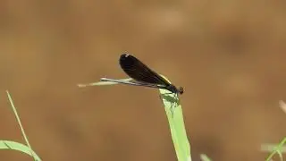 Ebony Jewelwing Micro-Documentary
