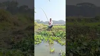 Amazing Big Fish. #vrial #fishing #fish #catchingfish