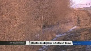 Mountain Lion Sightings in Northwest Omaha