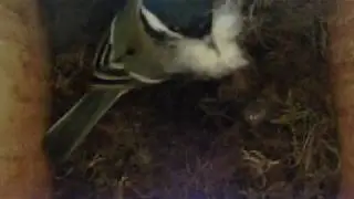 Das erste weiche Polstermaterial im Vogelhaus Harlaching