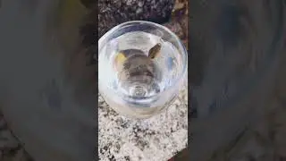 pregnant guppy 😁😁😁😁😁