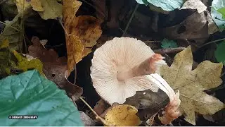 Гриб зонтик краснеющий Chlorophyllum rhacodes Съедобность Видео определитель Часть 1