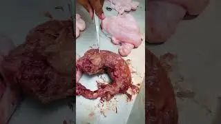 Macerated Kid #vet #animals #animalshorts #macerated