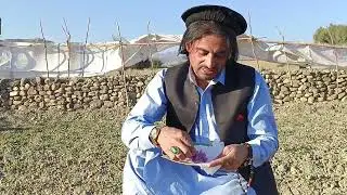 جنوبی وزیرستان سرویکئی بروند تورراغزائی میں زعفران کاشت جمال مالیار برادر 