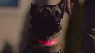 Dramatic rescues are part of the job as drone pilot works to find lost Wisconsin pets