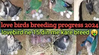 100 pair African lovebirds breeding progress 2024 | fisher love birds breeding progress | lovebirds