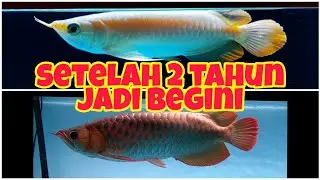 Ikan Arowana Super Red 45 cm - Tanning Mayin 13.000K #BudyTank