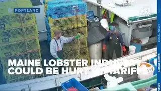 Experts warn Maine lobster industry may take a hit due to Trump's tariffs