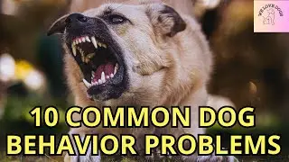10 Common Dog Behavior Problems and Solutions