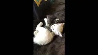 How to train your cats to attack intruders