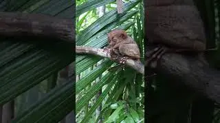 Tarsier #tarsier #paradiseonearth