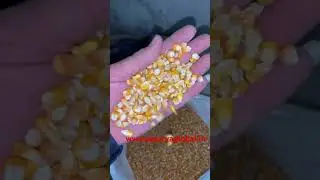 Good Grade Corn Available for Export and domestic supply #corn #sweetcorn #makka #indianfood #suppy