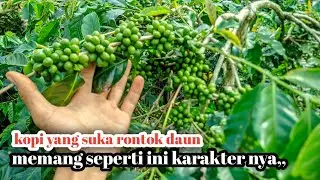 VARIETAS KOPI ATENG PUCUK  MERAH-COKLAT