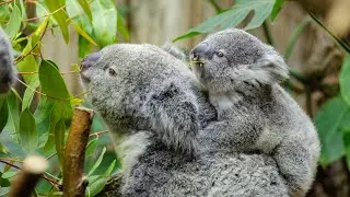 Koala Kingdom: A Journey through Eucalyptus Dreams