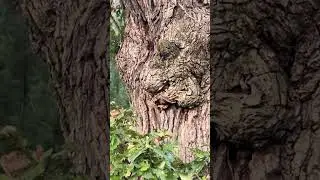 The Angel tree ￼