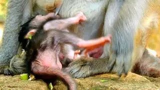 What's going on new baby monkey Jayden?,Why baby looked quiet fail on ground like this?