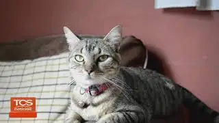 &iquest;CU&Aacute;NDO Y C&Oacute;MO ESTERILIZAR A UN GATO? | TCS Noticias | El Salvador