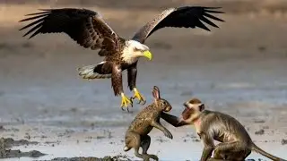 Monkey Saves Rabbit From Eagle | A Powerful Story of True Friendship