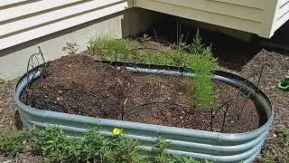 Zone 6a Gardening Weather DISASTER & Recovery Updates Vegetables Fruit and Flowers. part 1