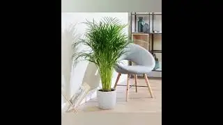 Modern Home Decor with Areca Palm Plants🪴#shorts #indoorplants #plants #homedecor #viral #homeplants