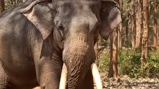 Notorious Character elephant bangalore ganesha