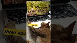train your cat to sleep with this specific night routine #cat #catshorts  #cattraining