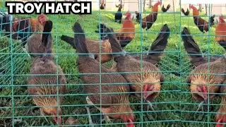 Troy Hatch Albany - Outdoor Breeding Pens Feeding Time Free Range Jorge Farm