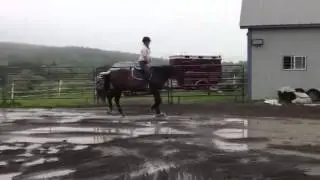 Louisiana Encore - 2004 Appendix Quarter Horse for sale