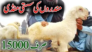 dera ghazi khan ki mandi ki mahlomat mundray chatray ki 03314765253 Mundra goat farm