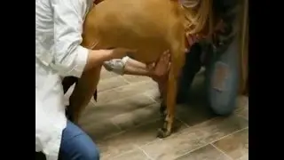 Dog's amazing recovery with Acupuncture at All Vet Care animal hospital