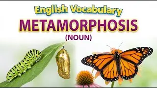 1636) Metamorphosis ... word meaning, synonym, antonym .... English vocabulary for SSC, CGL, CAT