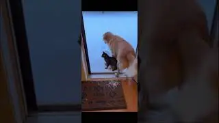 &iexcl;Suscr&iacute;bete si amas a tus peludos!!!