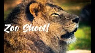 4 Wildlife and Zoo Photography Tips!