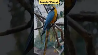 🦜 Parrot Sound for Kids | Learn Animal Sounds | MiniMinds Kids TV | Bird Sound | #shorts #birdsounds