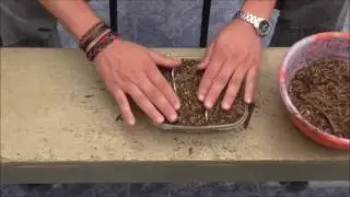 Como PLANTAR DALIAS DESDE SEMILLA (germinal bowl)
