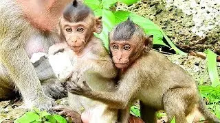 Very Satisfy Both Sweet Babies Monkey Polly & Lori | Babies Monkey Very Happy About.