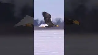 A Giant Russian Eagle Flew to Maine&hellip; WHY?  #animalfacts #birdfacts #wildlife #shorts