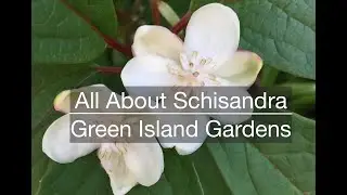 All About Schisandra