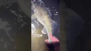 6lber going back 😮&zwj;💨 #walleyefishing #youtube #fishing #fish #bigfish #walleye #shorts #realease
