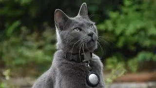 10 Best Russian Blue Cat Names You&rsquo;ll Absolutely LOVE! 🐱✨