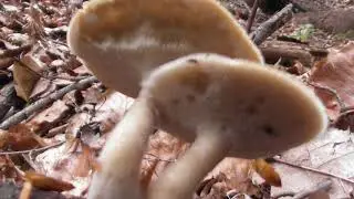 Polyporus arcularius,Saprobic on the deadwood of hardwoods  especially oaks