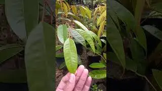 Bibit durian kane #durian #duriankane