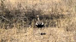 Korhaan , a beauty of a ground bird in Kruger