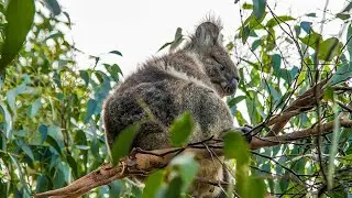 Australia Victoria Melbourne Ocean Road Ecology Center 02