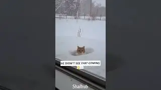 Cat Jumps for a Bird&hellip; Then Discovers How Deep the Snow Is 😹❄️ #animals #funnyanimals